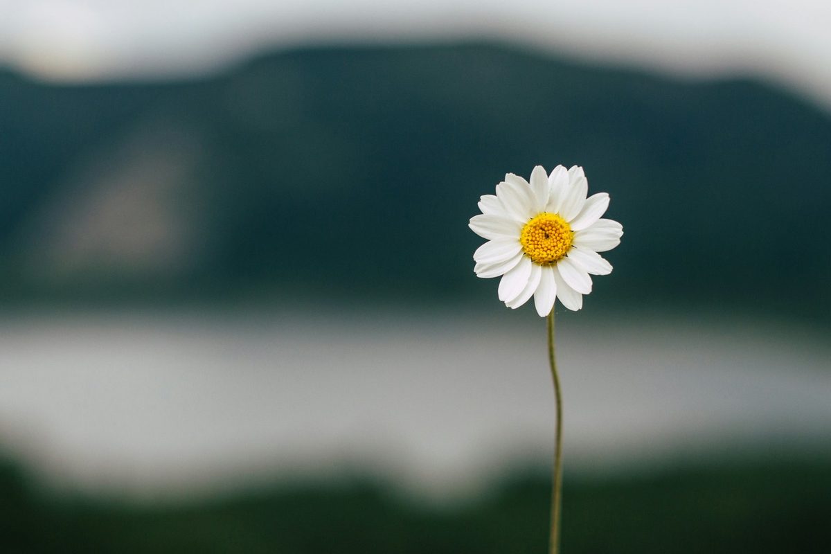 Eine Blume